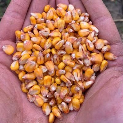 Maize