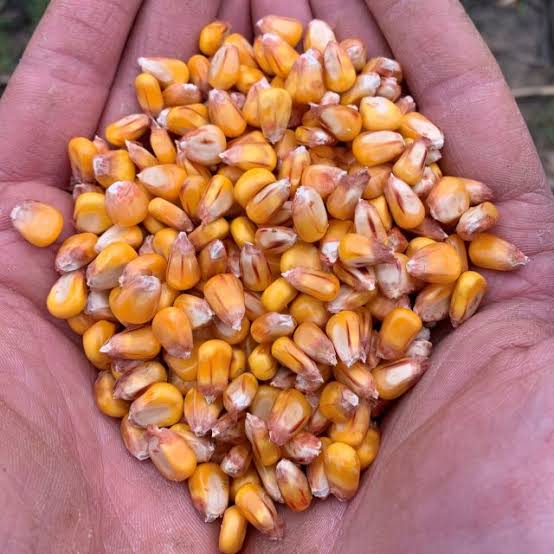Maize