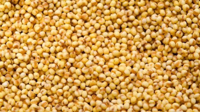 Foxtail Millet