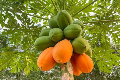 Papaya