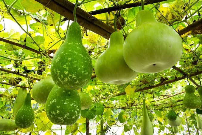 Bottle Gourd