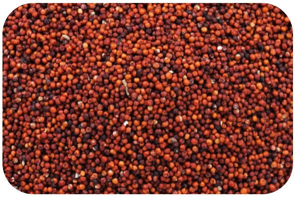 Finger Millet