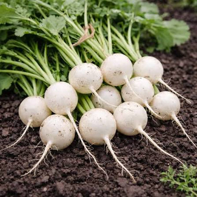 Radish
