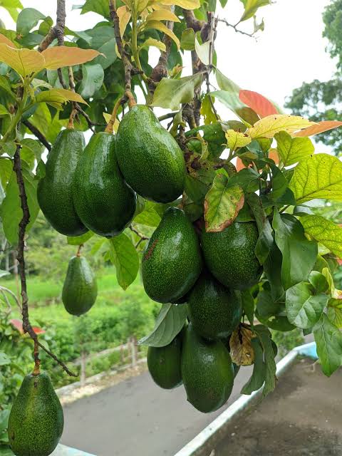 Avocado