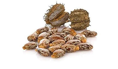 Castor Seeds