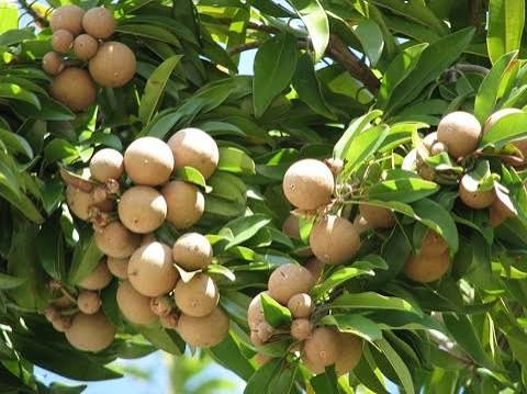 Sapota