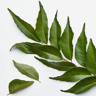 Curry Leaves