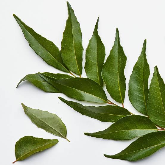 Curry Leaves