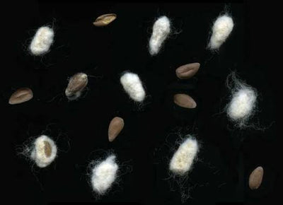 Cotton Seeds