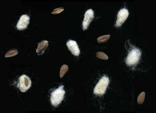 Cotton Seeds